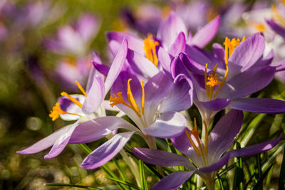 Close-up of pink crocus flowers