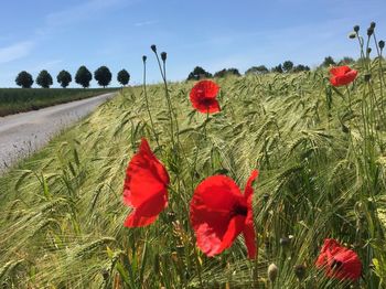 Close-up of red poppy flowers on field against sky