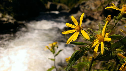 Close-up of yellow flowers blooming outdoors