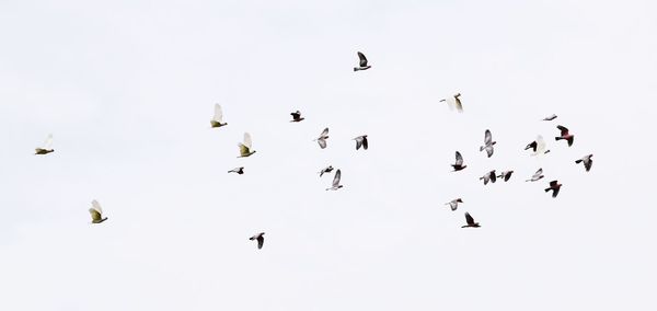 Low angle view of birds flying in sky