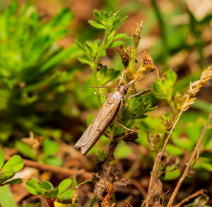 Close-up of insect on plant