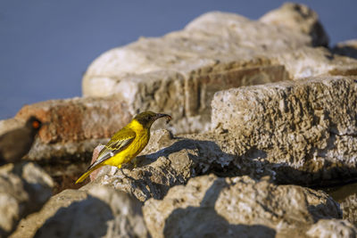 Close-up of bird perching on rock