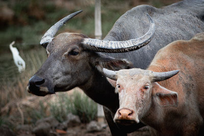 Close-up of a horse on field