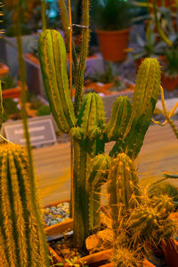 Close-up of yellow cactus growing on field