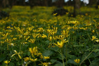 Yellow flowers blooming on field