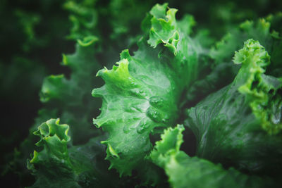 Closeup of rows of organic healthy green lettuce plants