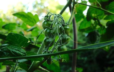 Close-up of fresh green plant