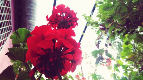 Close-up of red flowers blooming outdoors