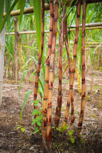 Close-up of bamboo plants on field in forest