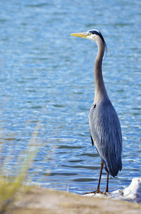 High angle view of gray heron perching on a lake