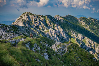 Black goats on mountain peak