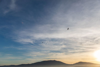 Low angle view of silhouette birds flying in sky