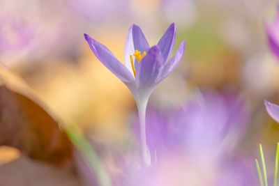 Close-up of purple crocus flower