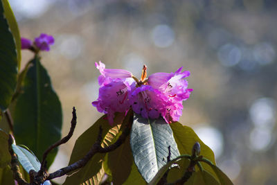 Close-up of pink flowering plant