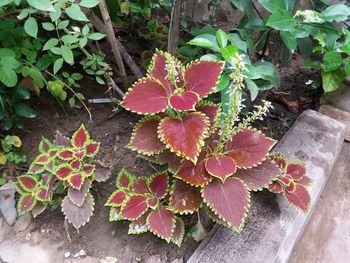 High angle view of pink plant