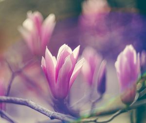 Close-up of pink crocus flower