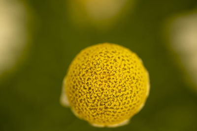 Close-up of yellow fruit on plant