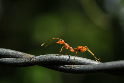 Close-up of ant on leaf