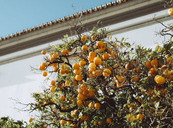 Low angle view of orange tree against sky