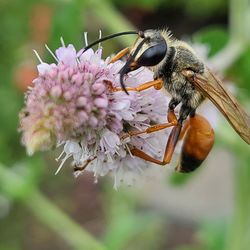 Close-up of bee pollinating on flower