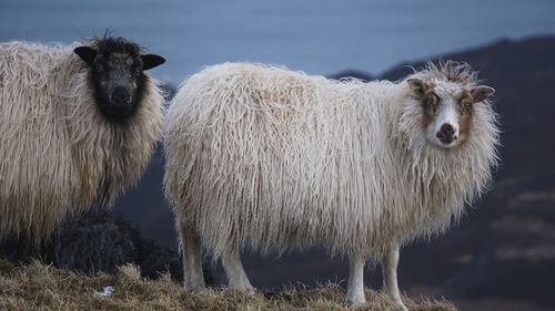 Sheep standing in a field