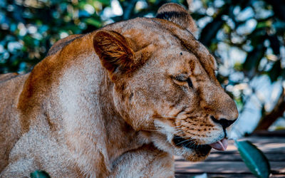 Close-up of a cat looking away