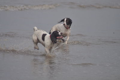 Dogs on beach