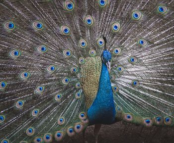 Close-up of peacock