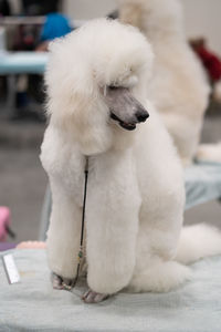 Close-up of a poodle sitting on a grooming table looking away