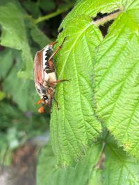 Close-up of butterfly on leaf