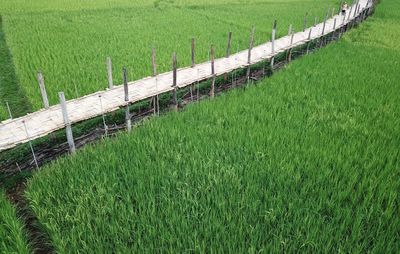 Scenic view of agricultural field