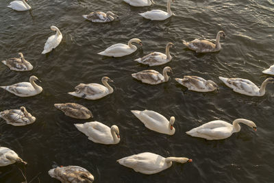 Swans socializing at the swan sanctuary on the banks of the river severn in worcester, uk