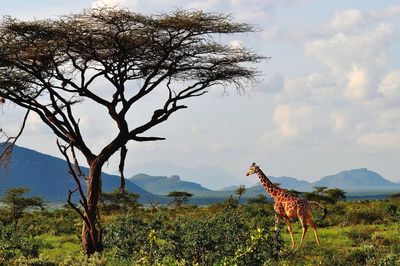 Giraffe wandering in samburu kenya