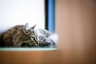 Close-up of a cat resting at home