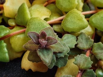 Full frame shot of succulent plant