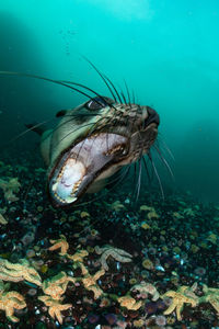 Close-up of fish swimming in sea