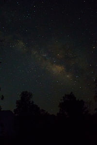 Low angle view of trees against sky at night