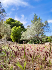 Scenic view of flowering plants on field against sky