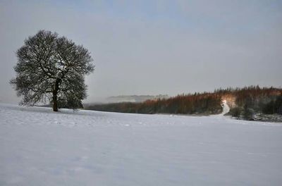 Bare trees on snow covered landscape