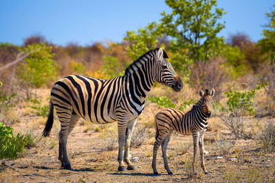 Zebras and zebra