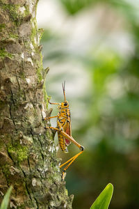 Close-up of insect on tree trunk