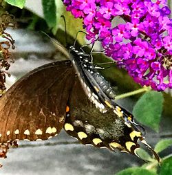 Close-up of butterfly on flower