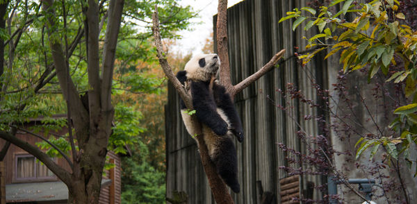 Panda on tree trunk