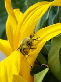 Close-up of bee on yellow flower