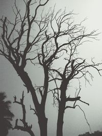 Low angle view of silhouette bare tree against sky