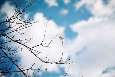 Low angle view of bare tree against cloudy sky