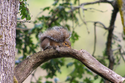 Low angle view of squirrel on tree