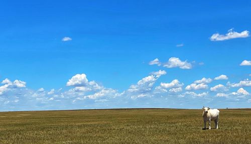 Rear view of landscape against sky