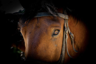 Close-up of horse