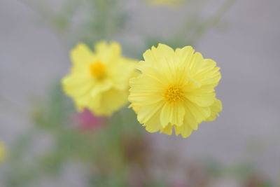 Close-up of yellow flowering plant